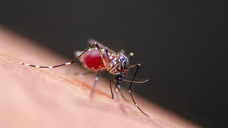 Dengue-Fieber: Rasanter Anstieg in Amerika
