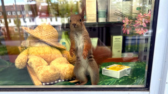 Eichhörnchen versteckt sich in Apotheke