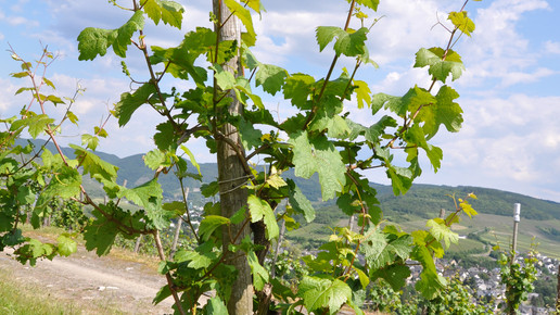 Einzelpfahlerziehung
