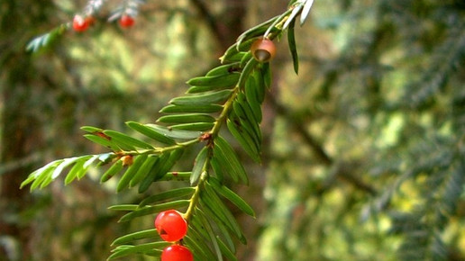 eibe jason hollinger wikipedia cc by sa 2 0