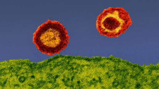 erkennungsmolekuel-hiv-virus pei