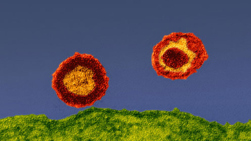 erkennungsmolekuel-hiv-virus pei