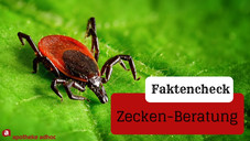 Zecken: Die wichtigsten Fakten im Überblick