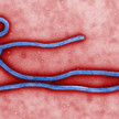 Ebola cdc Ebola: Favipiravir wirkt teilweise
