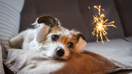 Hundepanik an Silvester: Ist Eierlikör die Lösung?