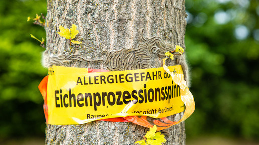 Eichenprozessionsspinner: SOS-Tipps gegen den Ausschlag