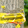 Eichenprozessionsspinner: SOS-Tipps gegen den Ausschlag