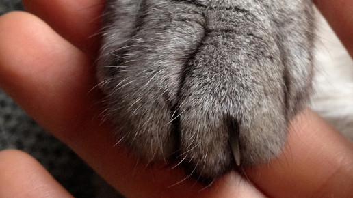 katzenpfote Stefanie Leistner pixelio de