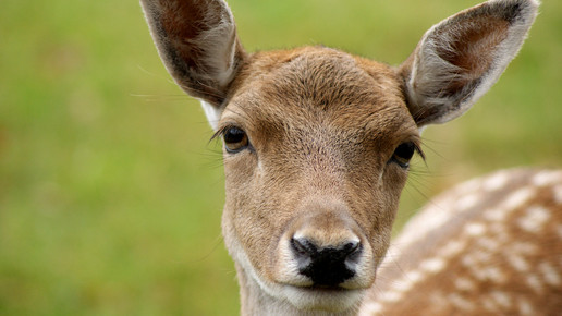 reh Bernd Kasper pixeliode