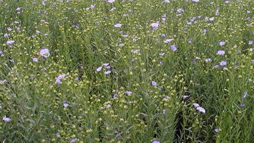 Linum usitatissimum lein aa