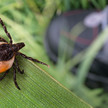 Zecken-Gefahr: Drei neue FSME-Risikogebiete ausgewiesen Zecken-Gefahr: Drei neue FSME-Risikogebiete ausgewiesen