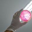 Foto: Eine Person hält eine Agarplatte mit Enterohemorrhagic Escherichia coli hoch.