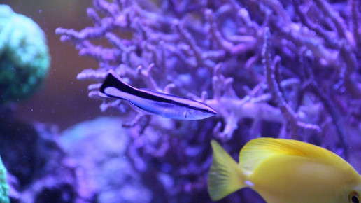 aquarium17 apo dr aurnhammer