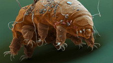 Micropia, der Mikrobenzoo