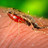 Malaria: So wird die Infektion behandelt
