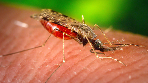 Malaria: So wird die Infektion behandelt