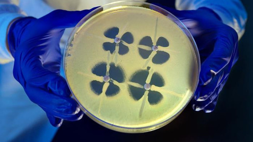 Carbapenem Resistant Enterobacteriaceae cdc melissa dankel