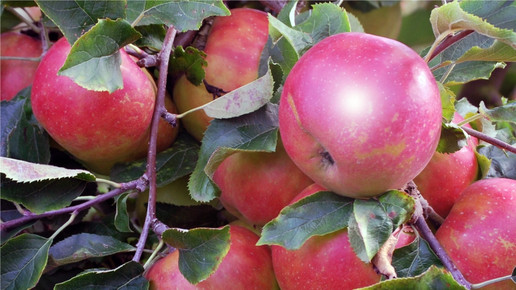 Boskoop für Allergiker