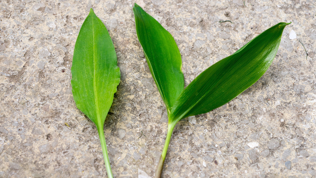 Bärlauch: Achtung Verwechslungsgefahr! | APOTHEKE ADHOC