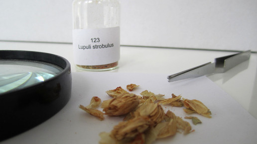 Lupuli strobulus 2 aa