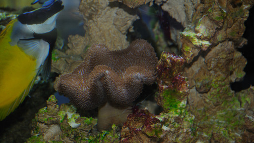 aquarium12 nelken-apo