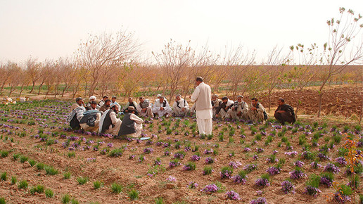 ernte safran afghanistan klenk 3 02