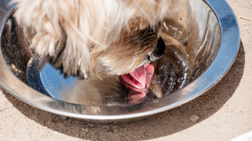 hund napf Bernd Kasper pixelio de