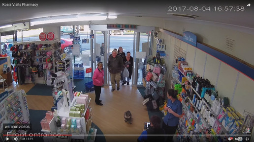 Koala in Apotheke 7 Screenshot