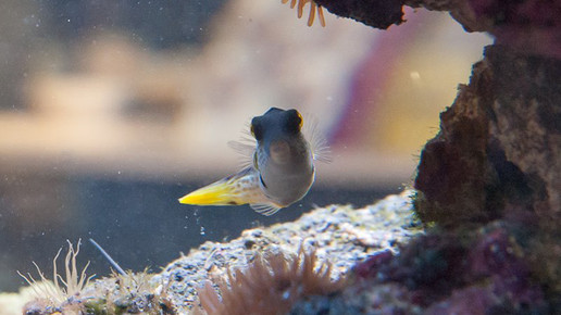 aquarium19 nelken-apo