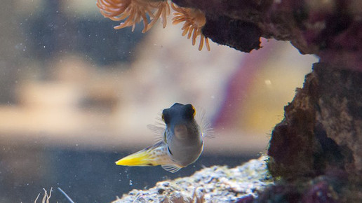 aquarium19 nelken-apo