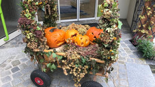 Apotheken suchen Kürbis-Schönheiten