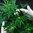 Medizinisches Cannabis: Betrug mit virtuellen Gewächshäusern?