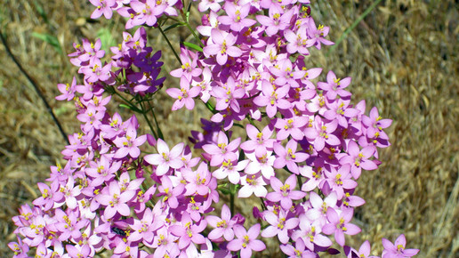 Centaurium erythraea tausendgueldenkraut wikipedia hans hillewaert