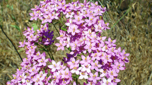 Centaurium erythraea tausendgueldenkraut wikipedia hans hillewaert