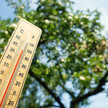 DRK fordert Geld für Hitzeschutz Thermometer zeigt 40 Grad