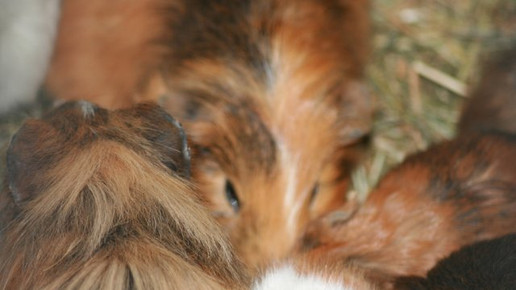 meerschwein tierpark hirschfeld