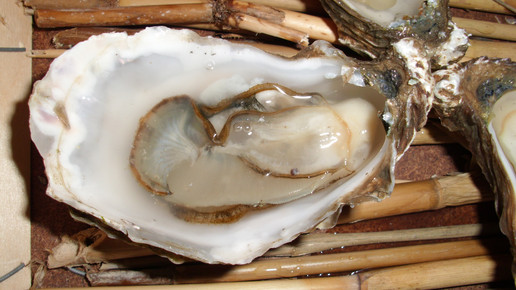 austern Gaby Sommer pixelio