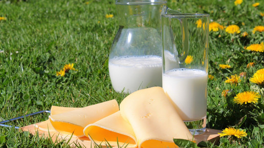 Foto: Ein Glas und eine Karaffe Milch sowie einzelne Scheiben Käse aneinandergereiht auf einer Wiese