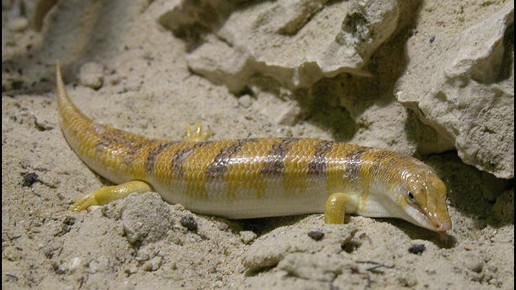 Apothekerskink wiki Wilfried Berns Tiermotive de