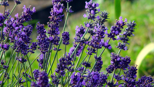 lavendel Gunda Schuenemann pixelio.de