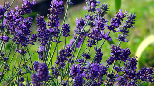 lavendel Gunda Schuenemann pixelio.de