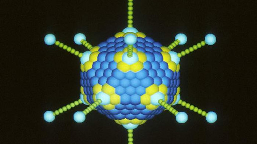 Adenovirus NCI Dr Richard Feldmann