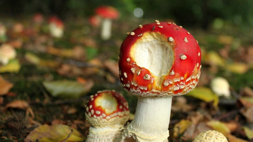 Fliegenpilze schoppe