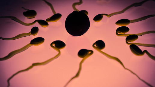 „Türsteher“-Protein entscheidet über Befruchtung