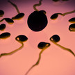 „Türsteher“-Protein entscheidet über Befruchtung