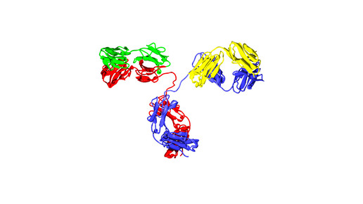 Antibody Ig G2 timvickers wikipedia