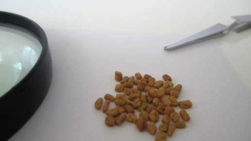 Foenugraeci semen 1 aa