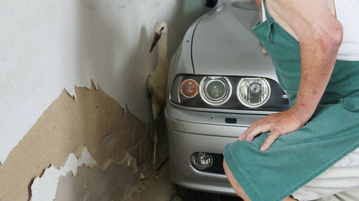 storch4 beyschlagsche apo holger peter