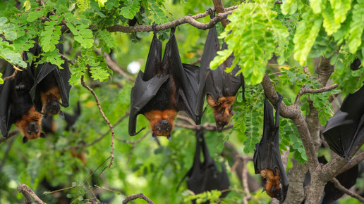 Klimawandel als Startschuss für Corona?