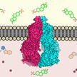 Transportprotein ABCG2 ETH Zuerich Scott Jackson Ioannis Manolaridis Kaspar Locher Gifttransporter: 3D-Struktur entschlüsselt